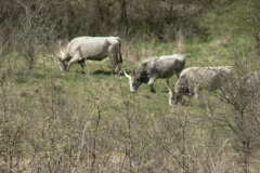 20110509_1000323588_p1080023