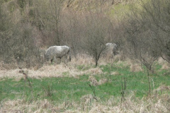 20110509_1462706500_p1080019