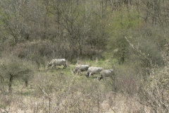 20110509_1609945552_p1080025