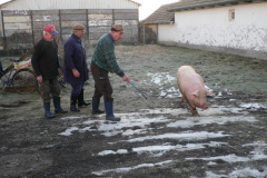 disznotor1_20090306_1997849513