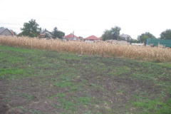 20121029_1375719112_kukoricanap-2012-606201